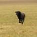 IMG 3498.thumbnail.JPG