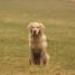 IMG 3501.thumbnail.JPG