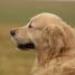 IMG 3508.thumbnail.JPG
