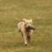 IMG 3520.thumbnail.JPG