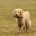 IMG 3522.thumbnail.JPG