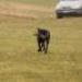 IMG 3523.thumbnail.JPG