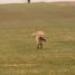 IMG 3529.thumbnail.JPG