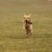 IMG 3530.thumbnail.JPG