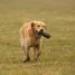 IMG 3532.thumbnail.JPG