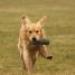 IMG 3533.thumbnail.JPG