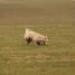 IMG 3535.thumbnail.JPG
