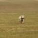 IMG 3536.thumbnail.JPG