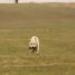 IMG 3537.thumbnail.JPG