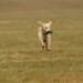 IMG 3538.thumbnail.JPG
