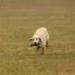 IMG 3539.thumbnail.JPG