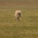 IMG 3550.thumbnail.JPG