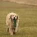IMG 3556.thumbnail.JPG
