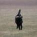 IMG 3563.thumbnail.JPG