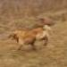 IMG 3588.thumbnail.JPG
