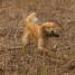 IMG 3594.thumbnail.JPG