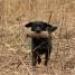 IMG 3615.thumbnail.JPG