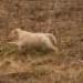 IMG 3626.thumbnail.JPG