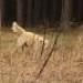 IMG 3632.thumbnail.JPG