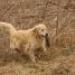 IMG 3639.thumbnail.JPG