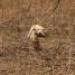 IMG 3659.thumbnail.JPG