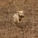 IMG 3660.thumbnail.JPG