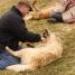 IMG 3694.thumbnail.JPG