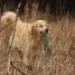 IMG 3703.thumbnail.JPG
