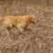 IMG 3718.thumbnail.JPG