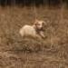 IMG 3722.thumbnail.JPG