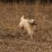 IMG 3723.thumbnail.JPG