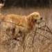IMG 3735.thumbnail.JPG