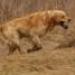 IMG 3738.thumbnail.JPG