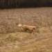 IMG 3740.thumbnail.JPG