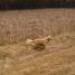 IMG 3741.thumbnail.JPG