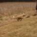 IMG 3742.thumbnail.JPG