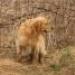 IMG 3756.thumbnail.JPG