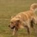 IMG 3764.thumbnail.JPG