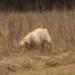 IMG 3782.thumbnail.JPG