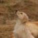 IMG 3786.thumbnail.JPG