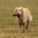 IMG 3794.thumbnail.JPG
