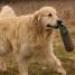 IMG 3805.thumbnail.JPG