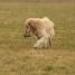IMG 3809.thumbnail.JPG
