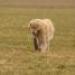 IMG 3810.thumbnail.JPG