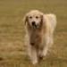 IMG 3816.thumbnail.JPG