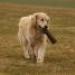 IMG 3821.thumbnail.JPG