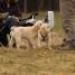 IMG 3840.thumbnail.JPG