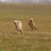 IMG 3845.thumbnail.JPG