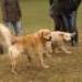 IMG 3849.thumbnail.JPG