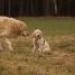 IMG 3854.thumbnail.JPG